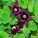 . 100 Pz Columbine Aquilegia Genus rari perenni Beautiful Plants Flower Hardy Fiore Giardino Domestico di DIY mescolare i Colori: ...