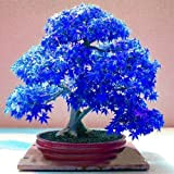 100% reale giapponese fantasma blu Acero Bonsai Semi, 10 Semi/Pack, Acer palmatum atropurpureum, Bonsai SOW TUTTO L'ANNO