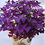 100 Red Oxalis acetosella Fiore Oxalis viola trifoglio 100% semi di bonsai reale di fiori perenni all'aperto per giardino di ...