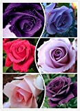 100 semi 25 colori rari semi della Rosa dell'arcobaleno Flower Lover multicolori di piante Casa giardino bonsai per il vostro ...