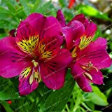 100 semi Alstroemeria semi peruviano Lily Alstroemeria Inca Bandit principessa Giglio 4# 32797312637ST