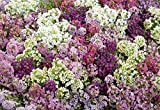 100 semi Alyssum Lobularia Maritima Paletta Mix Annual Flower CombSH 2B14
