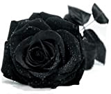 100 semi Cina Rare Black Rose Flower Lover fai da te piante Casa Giardino rare semi di fiore della Rosa ...