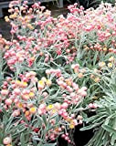 100 semi di albicocca & PESCA Elicriso Mix Coral carta Daisy Xerochrysum Fiore