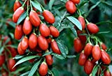 100 semi di bacche di goji Lycium Chinense, produttore di frutta pesante facile da piantare non OGM