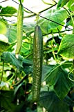 100+ semi di cetriolo verdi lunghi per piantare, semi di cetriolo di cimelio biologico non OGM