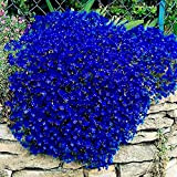 100 semi di creep per piante di fiori striscianti da giardino perenne (blu)