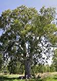 100 Semi di Eucalyptus Camaldulensis