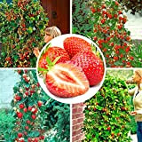 100 semi di fragola rampicante per piante da frutto, semi di fragola rossa dolce per quattro stagioni, bellezza biologica, fragola ...