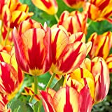 100 semi di tulipano, bellissimi semi di fiori floreali da giardino (3 lampadine a tulipani gialli e rossi)