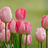 100 semi di tulipano per giardino all'aperto Bonsai in vaso per piante perenni (rosa)