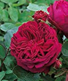 100 semi Falstaff Rose Red Rose da David Austin moderna della Rosa dei bonsai del fiore le piante di giardino ...