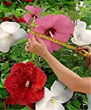 100 semi gigante di fiori di ibisco Hardy, miscela di colore, giardino domestico di DIY in vaso o cortile fiore ...