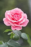 100 semi Heritage Rose Pink Rose David Austin moderna della Rosa dei bonsai del fiore le piante di giardino Semi