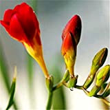 100 semi Mix semi fresie, splendido giardino di casa fai da te colorato e profumato fiore pianta fiori recisi, giardino, ...