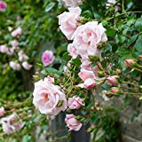 100 semi New Dawn Rose Vigoroso più profumato giardino domestico di DIY Bush Bonsai Yard Flower così speciale spedizione gratuita