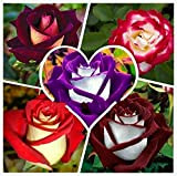 100 semi / pack Nuova Rosa semina, 5 colori differenti rari Osiria Rosa Heirloom cinese fiore della Rosa semina i ...