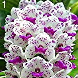 100 semi profumati di orchidea di Cymbidium Flower Home Office Garden Bonsai Plant 1# semi di orchidea per donne, uomini, ...