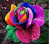 100 semi Rare semi Olanda arcobaleno Rosa Fiori Lover colorate piante di giardino domestiche raro arcobaleno rosa semi di fiori