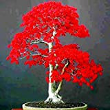100% Semi Vero giapponese acero rosso bonsai economici Professional Service Pack Molto bello interne dell'albero 50 Semi / Batterie