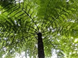 100 Spore Da Fougere Pianta (Cyathea Australis) G799 Rough Tree Fern Seeds