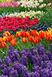 100 X Tulipani, Giacinti, Muscari, Narcisi MISTI - 100 X Tulipa, Hyachintus, Muscari, daffodils MIX - Bulbi Di Alta Qualità