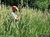 100G: Australia, Canary Grass Seed Reed Erba Nastro Erba Fagiani Best Value su Ebay