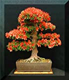 100pcs / bag 10 tipi Azalea fiori semi di piante Rododendro, rare piante bonsai fai da te giardino, come Sakura ...