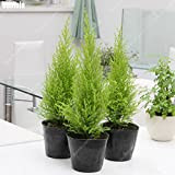 100pcs / bag importato Cypress Seed esterna Platycladus Orientalis Tuia pianta conifera Planta per Garden Decor