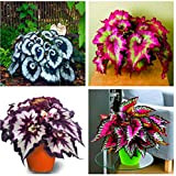 100pcs / bag Semi di begonia bonsai fiori balcone cortile Coleus piante semi begonia in vaso per il giardino di ...