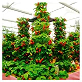 100pcs / confezione gigante di fragola fragola scalare big red piante semi a casa garden