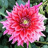 100pcs semi di dalia rosa petali composti giardino esterno esotico forte aroma perenne cimelio facile cura portare un senso di ...