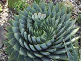 100pcs: Spiral Aloe Seeds Aloe Polyphylla Succulent Seeds 100pcs