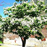 100pcsCatawba-albero Catalpa Semi Famiglia Giardino del Nord perenni pianta semi Hardy piante da fiore