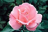 100Twilight zona semi della Rosa da David Austin inglese Grandiflora Rosa dei bonsai di fiori e piante da giardino Semi