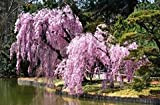 10pcs / bag giapponese semi di albero bonsai sakura, piangente ciliegio, giardino domestico di DIY i semi Dwarf sakura belle ...