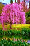 10pcs / bag giapponese semi di albero bonsai sakura, piangente ciliegio, giardino domestico di DIY i semi Dwarf sakura belle ...
