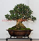 10PCS bonsai Olive Bonsai albero (Olea europaea) semi, bonsai mini Ulivo, Olive Bonsai semi freschi Exotic albero