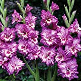 10pcs bulbi di gladiolo bianco viola cimelio bulbo di fiori in vaso grandi fiori recisi bellezza naturale adatto per i ...
