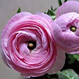 10pcs bulbi di ranuncolo rosa bulbi di ranuncolo perenne bulbi di fiori in vaso facile da piantare e mantenere aggiungere ...