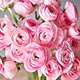 10pcs bulbi di ranuncolo rosa bulbi di ranuncolo perenne bulbi di fiori in vaso eleganti fiori romantici di ranuncolo grandi ...
