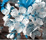 10PCS cielo blu rari semi bianchi di ciliegio, mini bonsai giapponese sakura semi, piante ornamentali