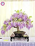 10pcs semi di glicine raro fiore viola glicine Bonsai Semi Mini Bonsai dell'interno pianta ornamentale per la decorazione domestica