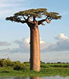 10seess / bag 100% genuini pezzi di alta qualità rare semi di baobab semi pianta di giardino tropicale di trasporto ...