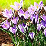 10x Bulbi di Zafferano Crocus Bulbo Fiore Croco Bulbi Fiori primaverili Crocus Fiori giardino perenni Crocus Spring Beauty