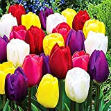 10x Bulbo Tulipano Fiori primaverili Tulipani Bulbi mix Piante bulbi Tulipani Gardinaggio bulbi
