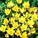 10x Crocus Bulbi gialli Fiori primaverili Bulbi Zafferano Croco Bulbi Piante da giardino Bulbi Crocus Romance