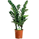 13 cm Zamioculca Zamiifolia - 1 Pianta - Albero per Piante da Vaso da Interno in Casa / Ufficio