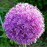 15 Pezzi Bulbi di Allium Bellissimi fiori piacevoli Giardinaggio affascinante Paesaggio Tubero perenne Bulbo Piantare Fiori recisi esotici