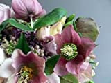 15 + semi di rosa fior di elleboro Natale/inverno Blooming perenni